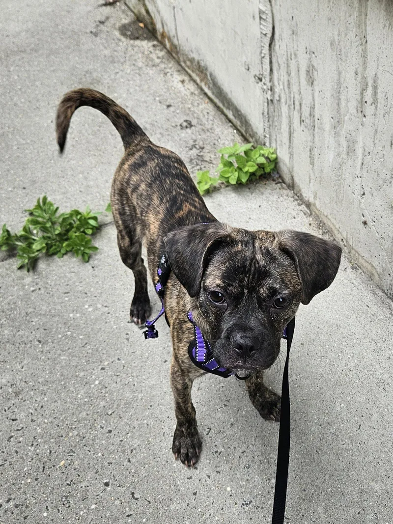 A young small-sized male Boston Terrier dog named Whiskey for adoption in Holbrook, NY