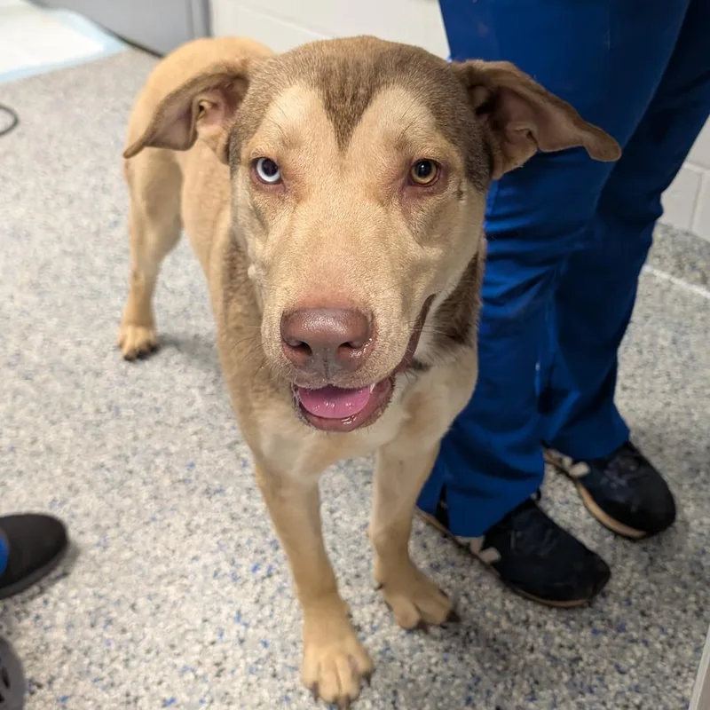 A young medium-sized male Yellow / Tan / Blond / Fawn Mixed Breed dog named Boa for adoption in Greenville, SC