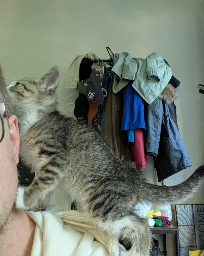 A baby medium-sized female Tabby (Tiger Striped) Domestic Medium Hair cat named Willow for adoption in Gregory, TX