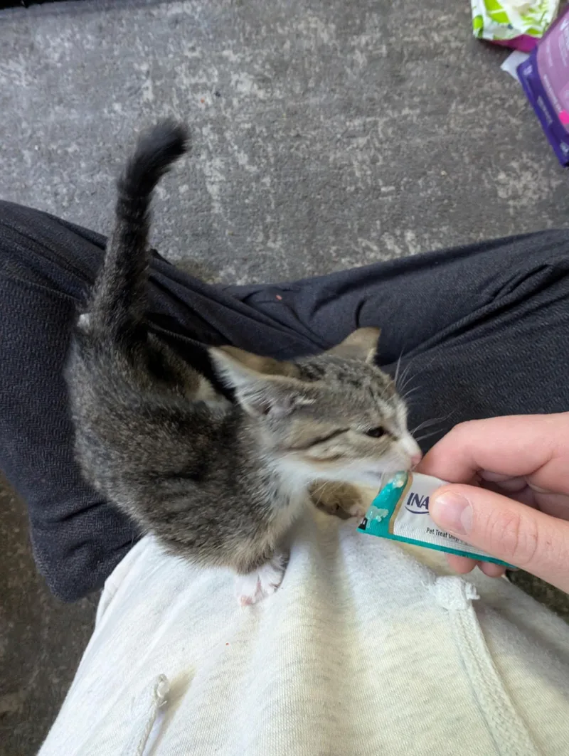 Willow thumbnail 4