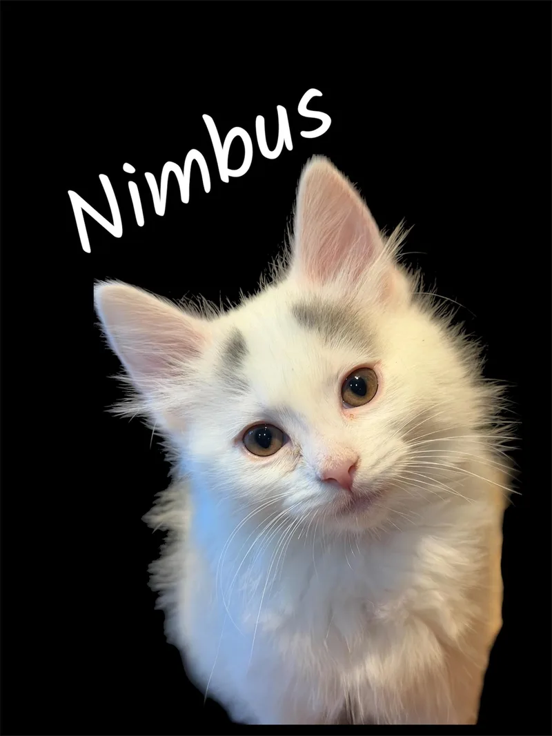 A baby small-sized female White Domestic Short Hair cat named Nimbus for adoption in Auburn, CA