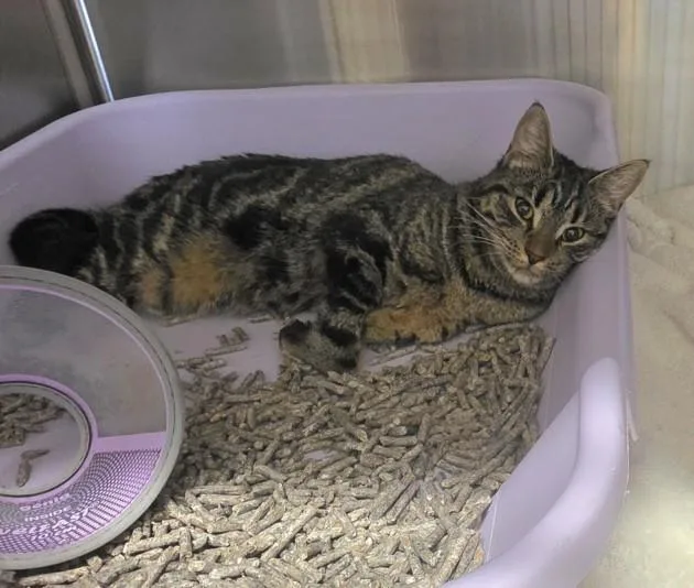 A young medium-sized female Domestic Short Hair cat named Sienna for adoption in Derwood, MD