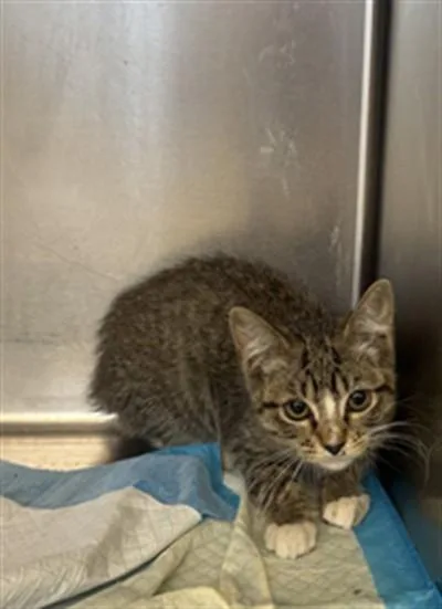 An adult small-sized female Domestic Short Hair cat named A for adoption in Olivehurst, CA
