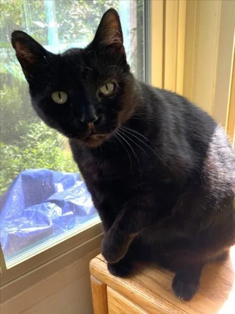 A senior medium-sized male Domestic Short Hair cat named Luke for adoption in Woodland, CA