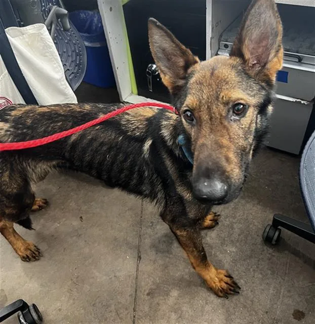 An adult large-sized male Mixed Breed dog named Hank for adoption in Dallas, TX
