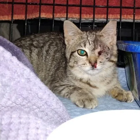 A baby small-sized female Brown / Chocolate Domestic Short Hair cat named Oneeye Willow for adoption in Charlottesville, VA