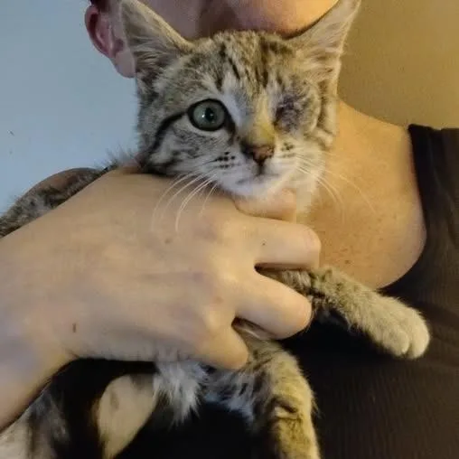 Oneeye Willow thumbnail 4