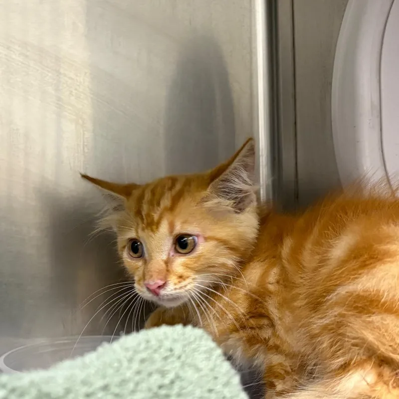 A baby small-sized male Domestic Short Hair cat named Butterfinger for adoption in Milton, FL