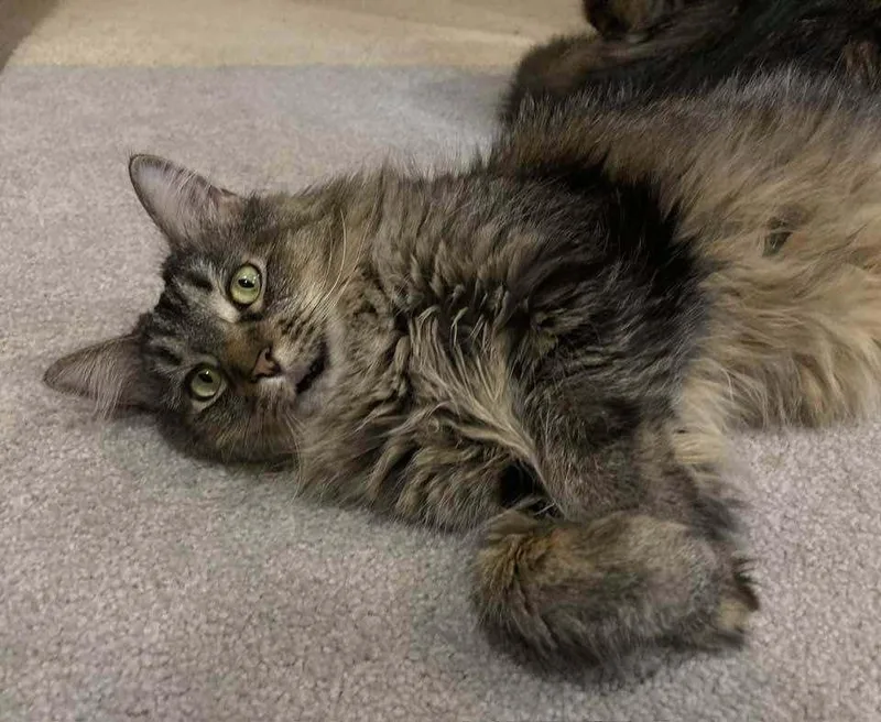 A young medium-sized female Brown / Chocolate Domestic Long Hair cat named Domino for adoption in Hudson, NH