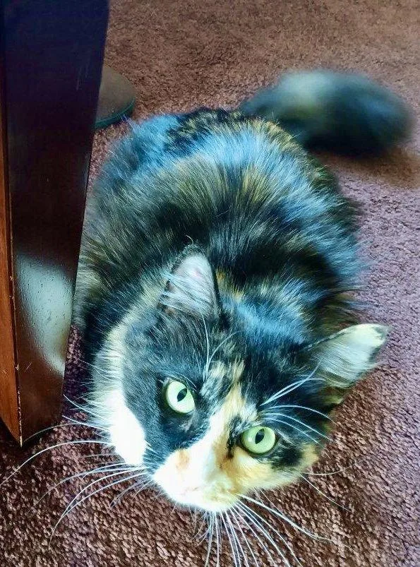 A young large-sized female Domestic Medium Hair cat named Miss Love Bug for adoption in Trenton, NJ