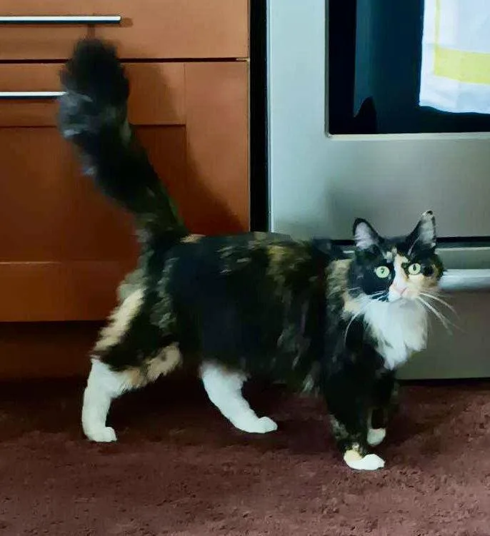 Miss Love Bug thumbnail 2