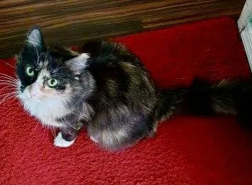 Miss Love Bug thumbnail 3