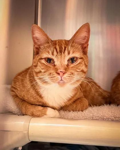 A young medium-sized female Domestic Short Hair cat named Lola for adoption in Missoula, MT