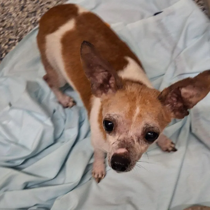 A senior small-sized male Mixed Breed dog named Cayenne Pepper for adoption in Fairport, NY
