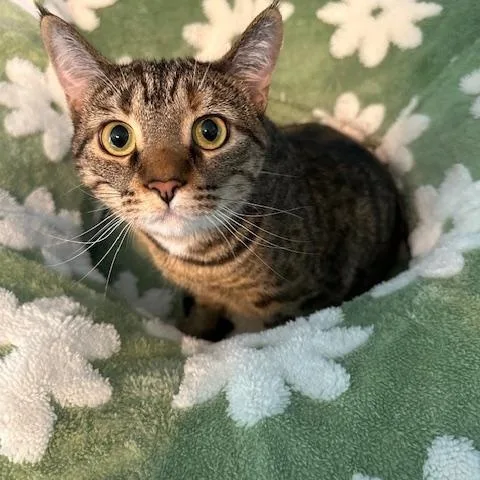 A young medium-sized female Tabby (Brown / Chocolate) Domestic Short Hair cat named Picante for adoption in Hudsonville, MI