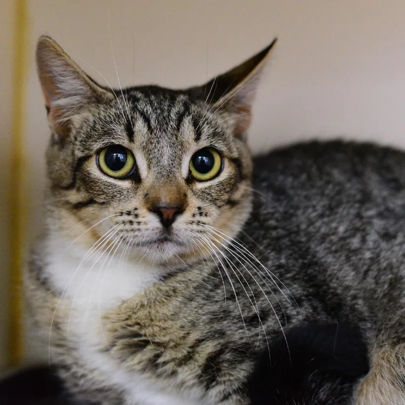 A young medium-sized female Black Domestic Short Hair cat named Tarantula for adoption in Idaho Falls, ID
