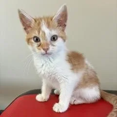A baby small-sized female Brown / Chocolate Domestic Short Hair cat named Dreamsicle for adoption in Greensboro, GA