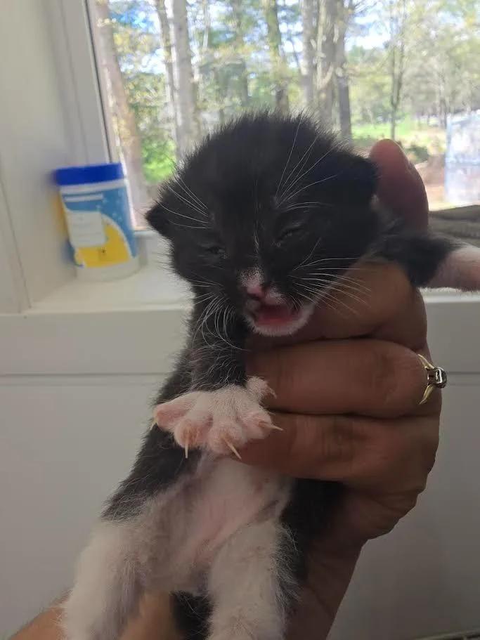 A baby small-sized male Domestic Short Hair cat named Music for adoption in Glenfield, NY