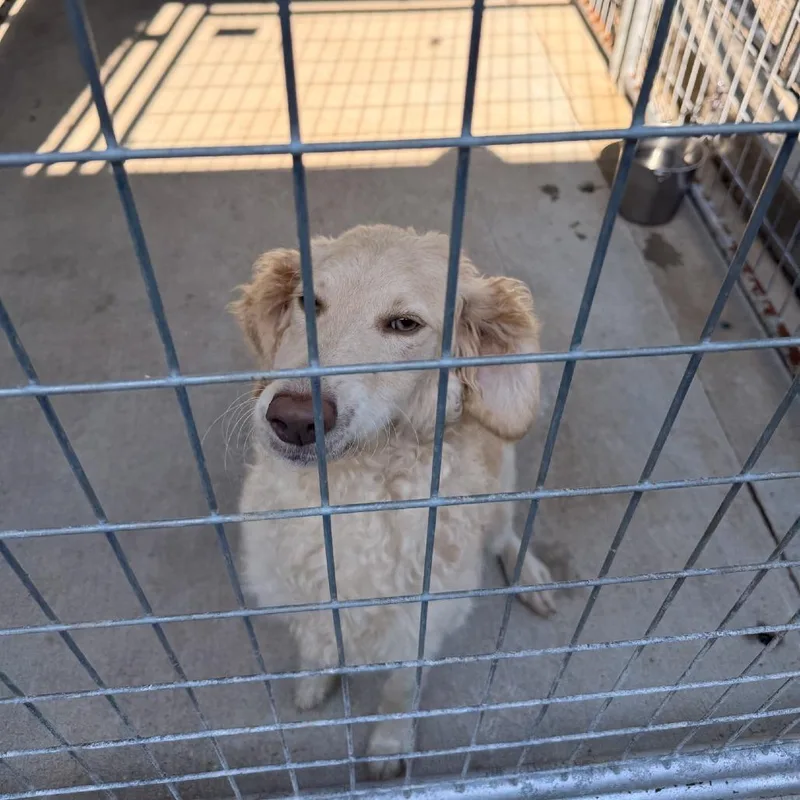 An adult medium-sized female White / Cream Borzoi dog named Nessie for adoption in Columbus, NC