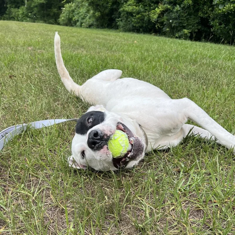 An adult large-sized male White / Cream Mixed Breed dog named Freddie for adoption in Jacksonville, FL