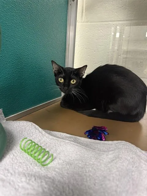 A young medium-sized female Domestic Short Hair cat named Sally for adoption in Naples, FL