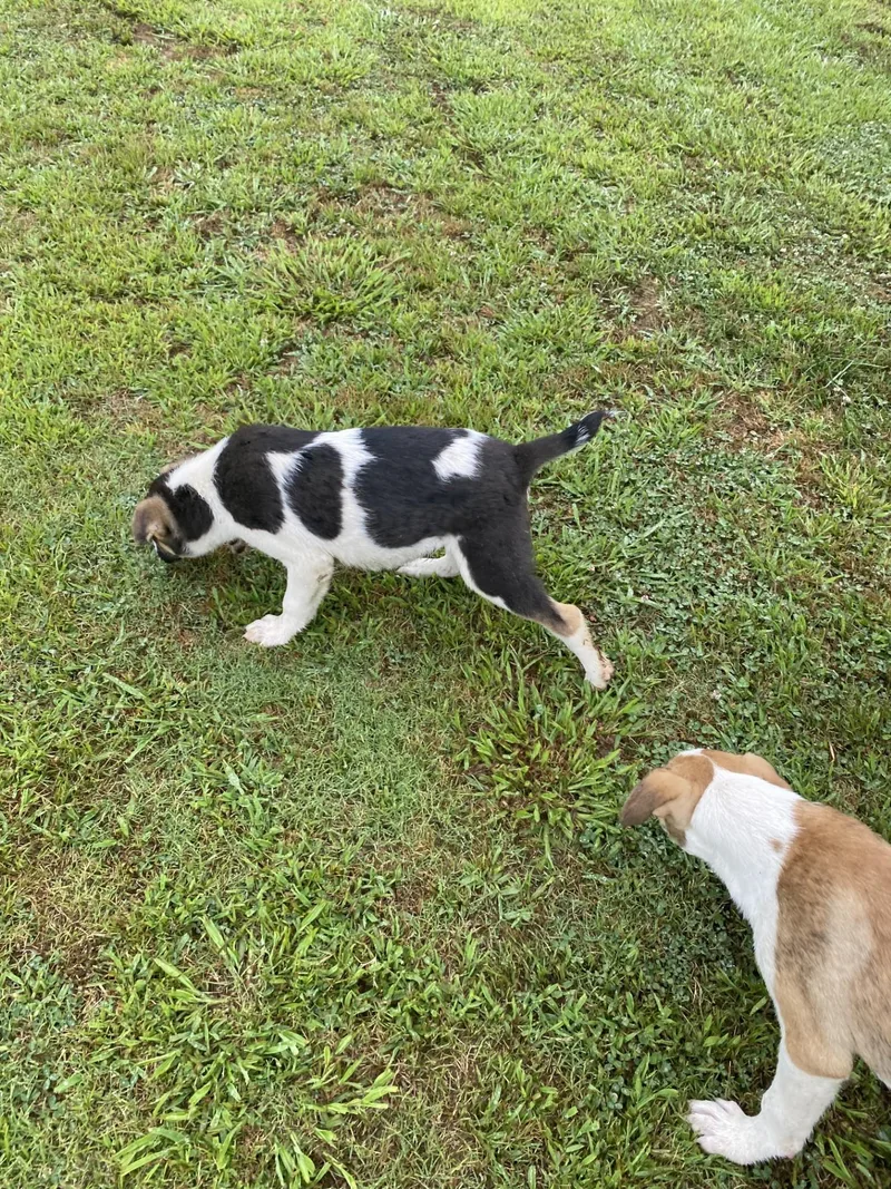 A baby medium-sized male Mixed Breed dog named Stubz for adoption in Pembroke, MA