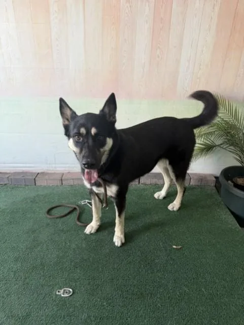 An adult large-sized female Siberian Husky dog named Pandora for adoption in Baldwin Park, CA