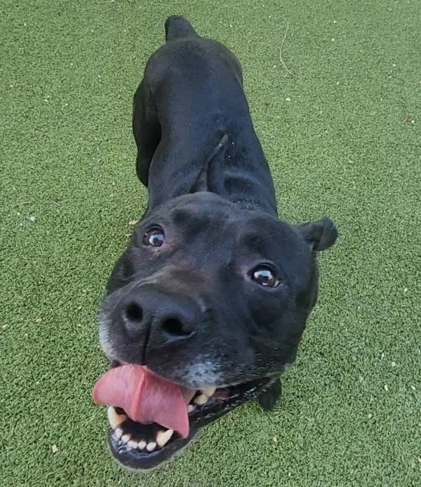 An adult large-sized male Mixed Breed dog named Devon for adoption in Austin, TX