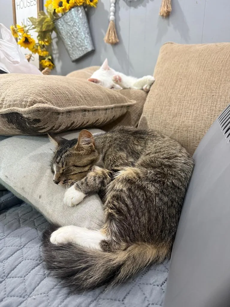 A baby large-sized female Domestic Medium Hair cat named Calypso for adoption in warrenville, SC