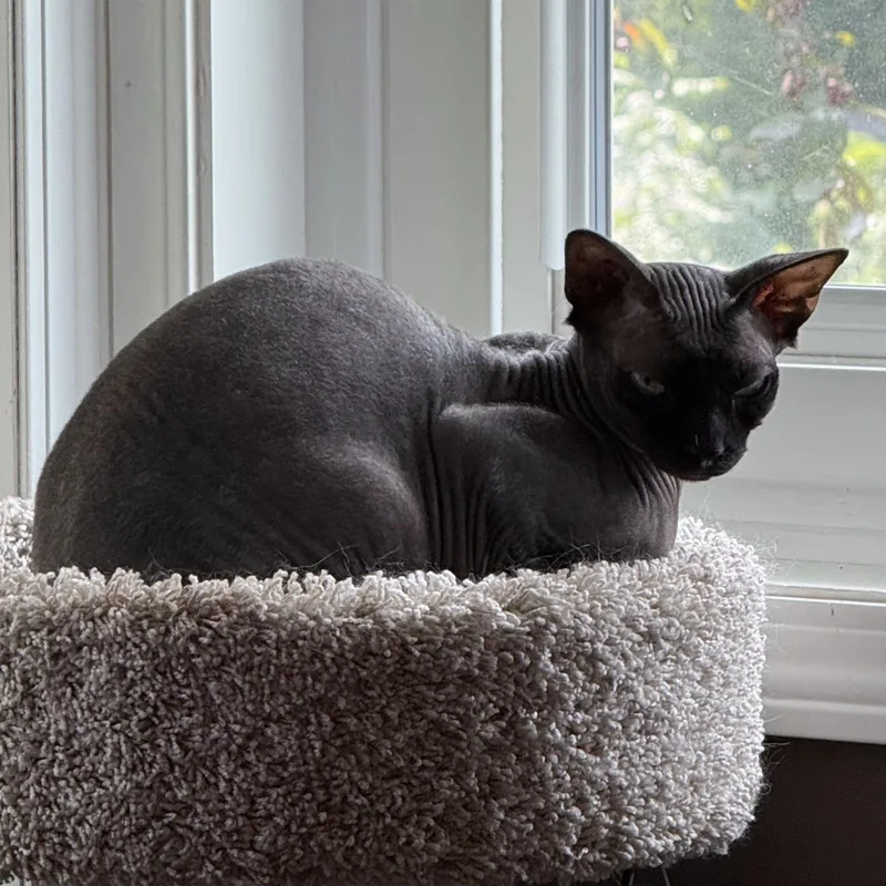 An adult medium-sized male Sphynx / Hairless Cat cat named Klaus for adoption in Grand Rapids, MI