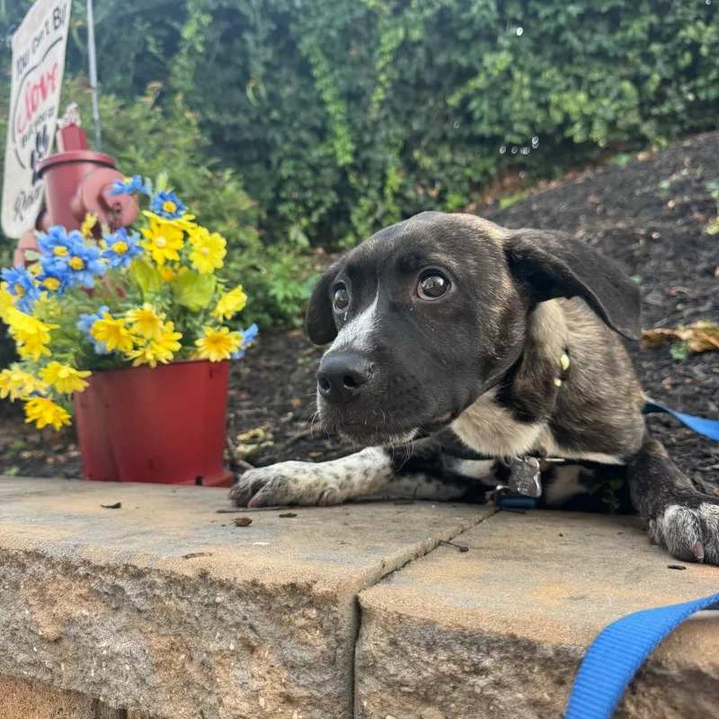 A baby small-sized female Brindle Pit Bull Terrier dog named Farm Pup: Donkey for adoption in Falls Church, VA