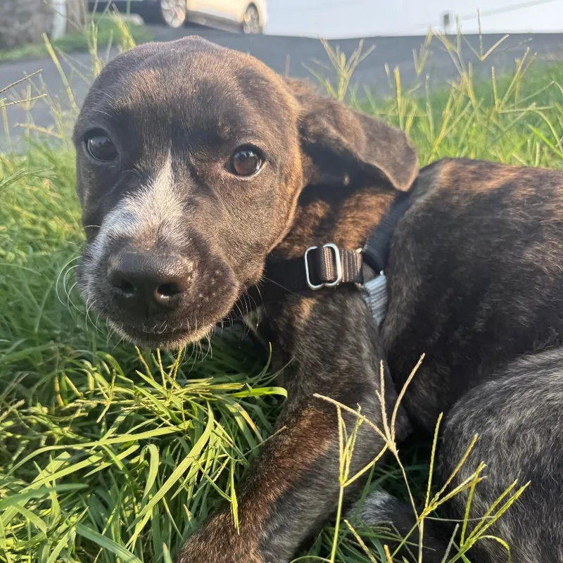 Farm Pup: Donkey thumbnail 3