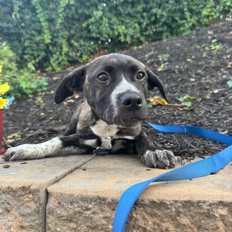 Farm Pup: Donkey thumbnail 6