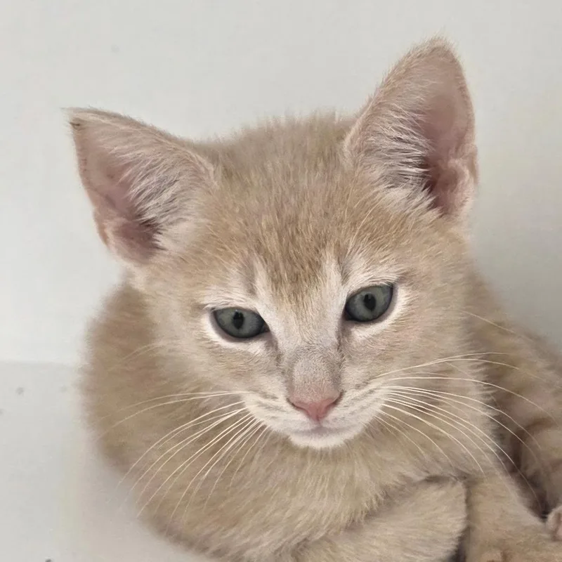 A baby small-sized male Domestic Short Hair cat named Kindle for adoption in Cumming, GA