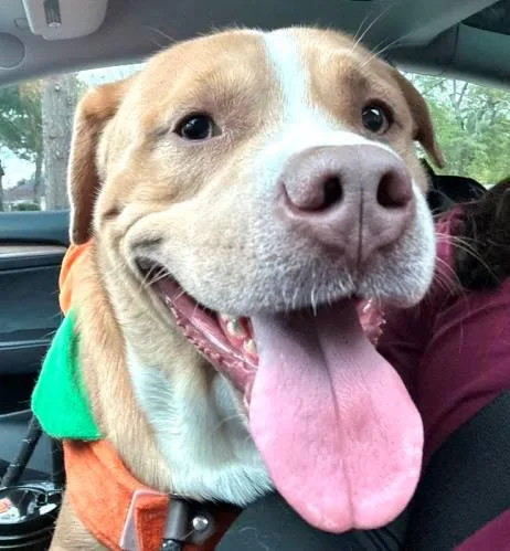 Meatloaf thumbnail 2