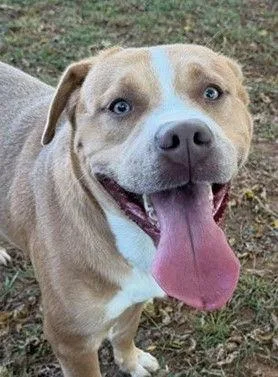 Meatloaf thumbnail 3