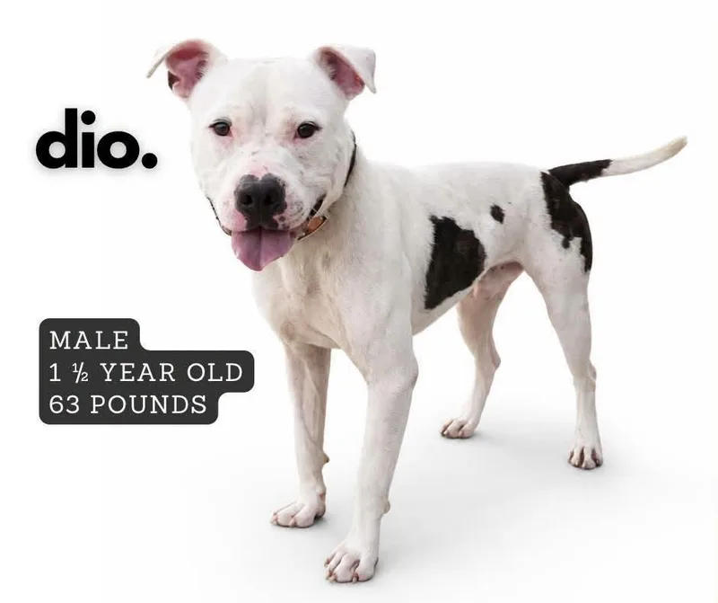A young large-sized male Pit Bull Terrier dog named Dio for adoption in Ashland, KY