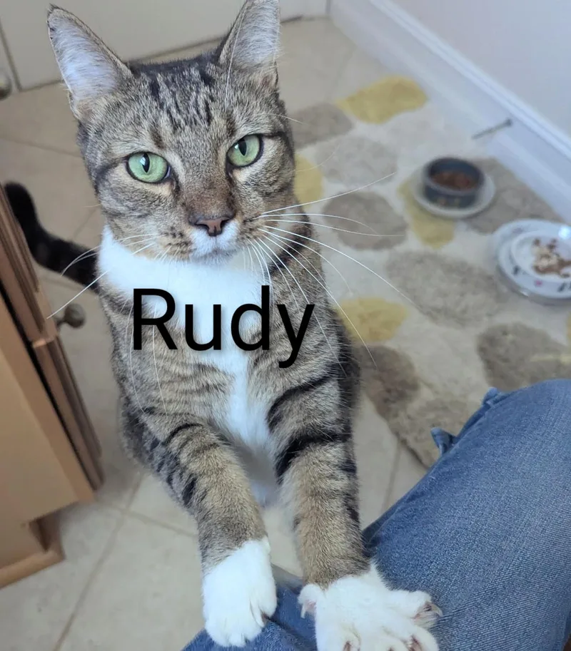 An adult large-sized male Tabby (Buff / Tan / Fawn) Domestic Short Hair cat named Rudy for adoption in Fort Myers Beach, FL