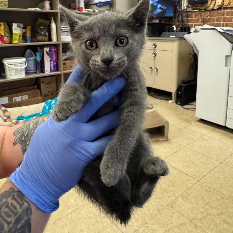 A baby small-sized female Gray / Blue / Silver Domestic Short Hair cat named Ruby for adoption in Birmingham, AL