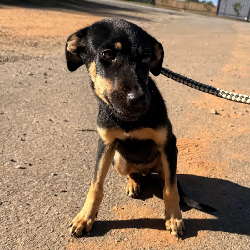 A young small-sized male Black Mixed Breed dog named Ethan for adoption in Columbia, SC