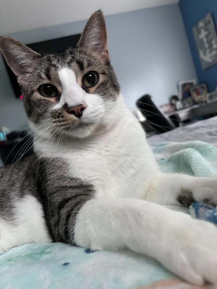 An adult large-sized male Domestic Short Hair cat named Addison III for adoption in Muskegon, MI