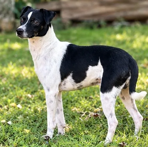 An adult small-sized male Black Jack Russell Terrier dog named Derek for adoption in Foley, AL