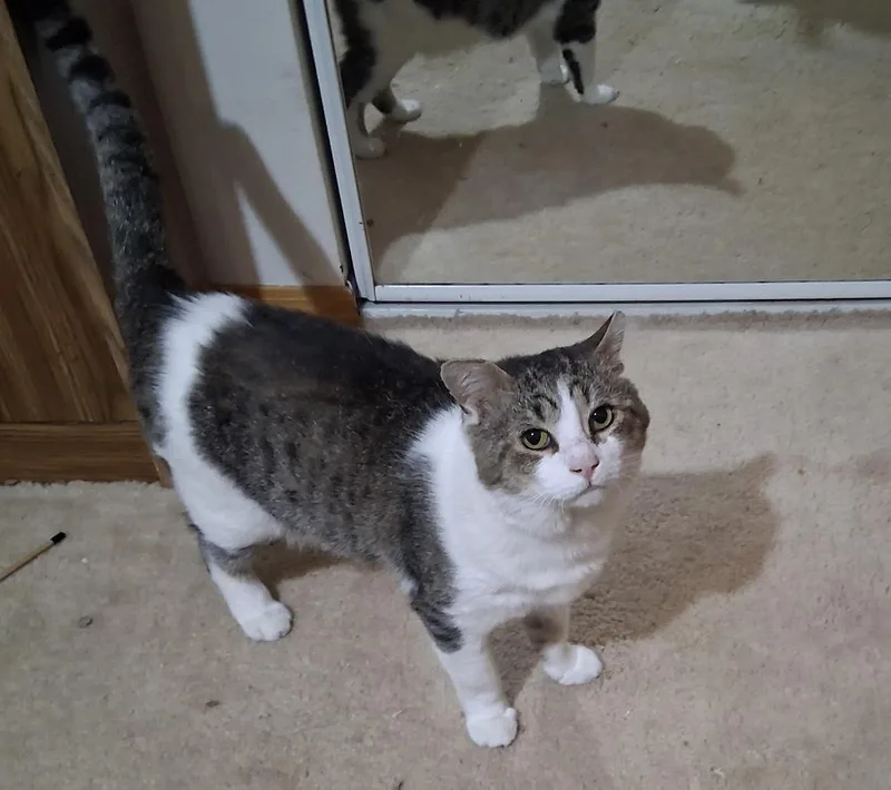 An adult large-sized male White Domestic Short Hair cat named Marcus Walker for adoption in Crown Point, IN