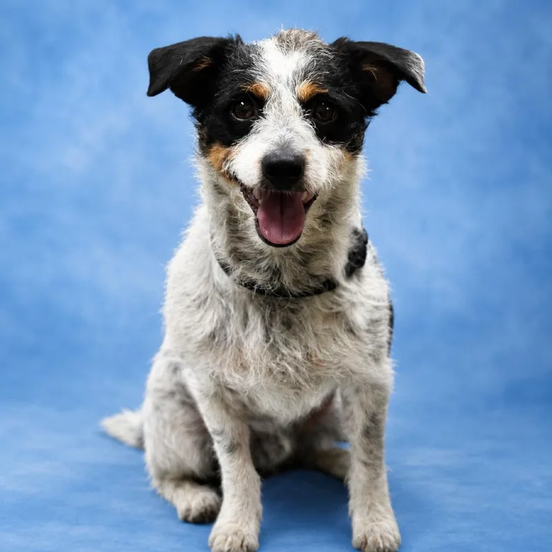 A young small-sized male White / Cream Jack Russell Terrier dog named Jasper for adoption in Wickenburg, AZ