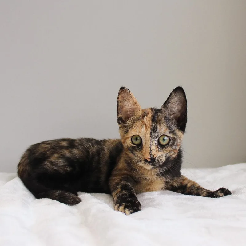 A baby medium-sized female Tortoiseshell cat named Gwen for adoption in Wayne, NJ