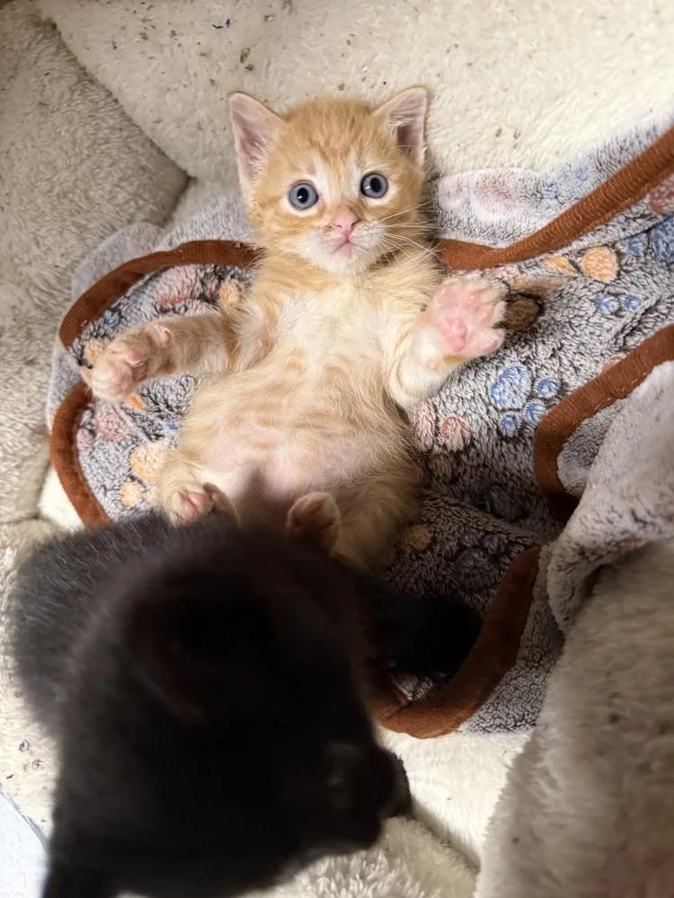 A baby small-sized male Domestic Short Hair cat named Maverick for adoption in Saint Augustine, FL