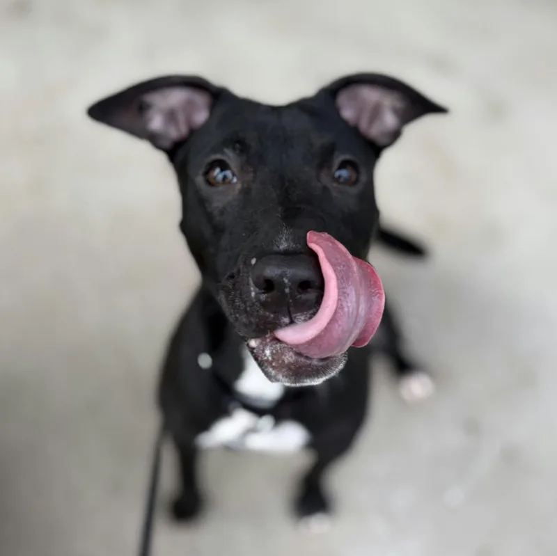 A baby medium-sized female Terrier dog named Starlight for adoption in North Syracuse, NY