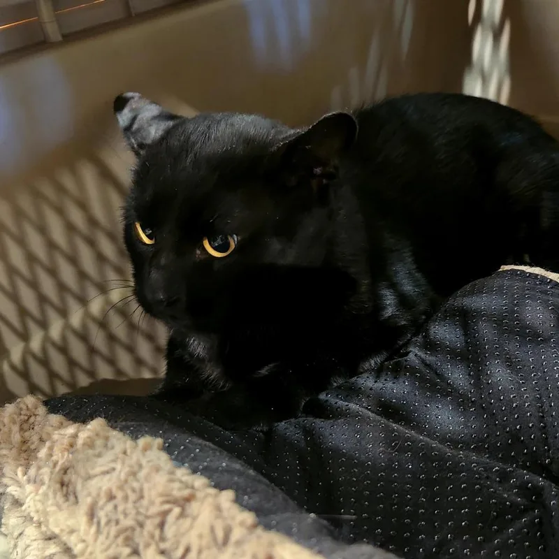 An adult large-sized male Black Domestic Short Hair cat named Kofi for adoption in Winston-Salem, NC