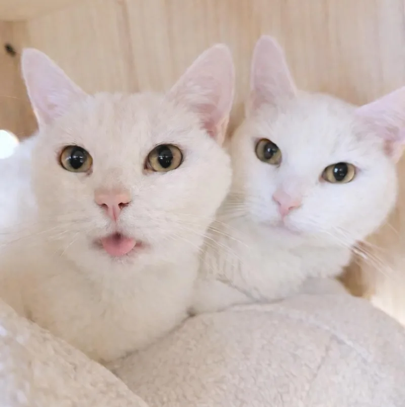 An adult medium-sized male White American Shorthair cat named Pollyanna And Bear for adoption in Philadelphia, PA
