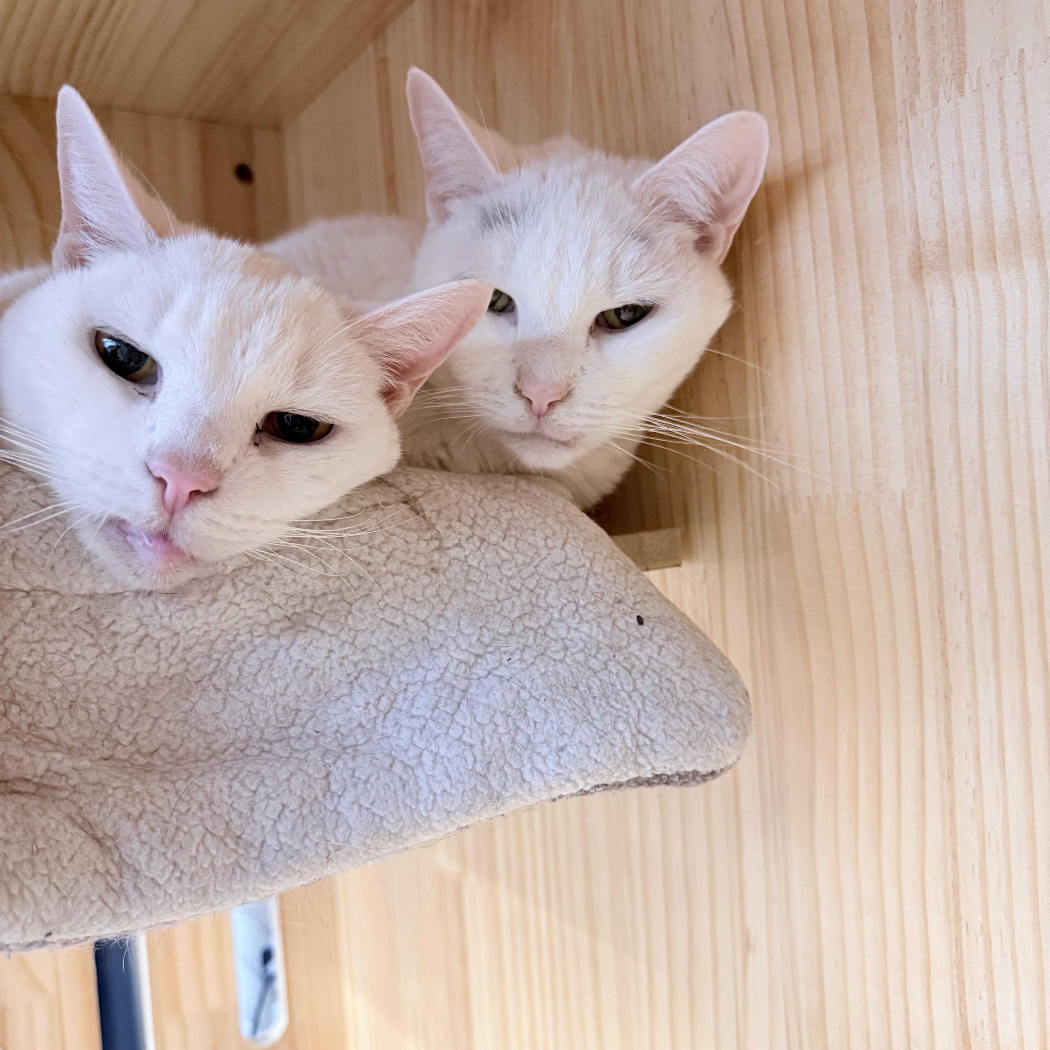 Pollyanna And Bear thumbnail 2